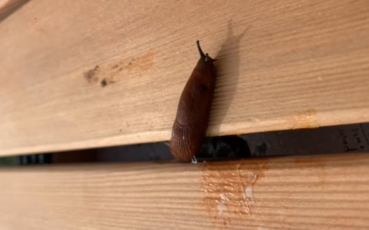Nacktschnecken in deinen Terrassenfugen?
